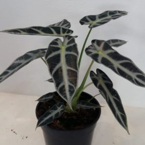 Alocasia Amazonica "Bambino" 14cm Pot