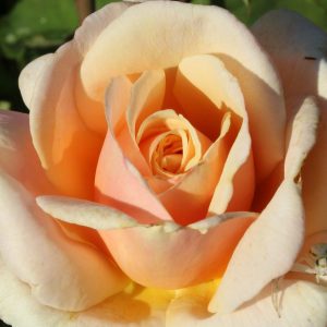 Diamond Jubilee Rose 5lt