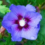 Hibiscus syriacus 'Blue Bird' 70lt