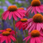 echinacea-powwow-wild-berry-coneflower-780x520-1.jpg Echinacea 17cm Pot