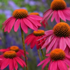 Echinacea 17cm Pot