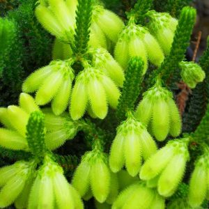 Erica Sparrmanii 15cm Pot