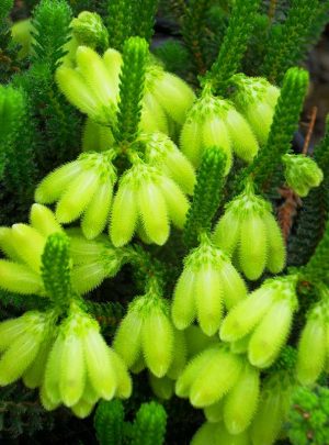 Erica Sparrmanii 15cm Pot