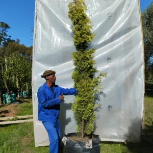f98a0c_6982104616a74f6c9244e000a486ad8fmv2.webp Cupressus sempervirens 'Swanes Gold' 125lt