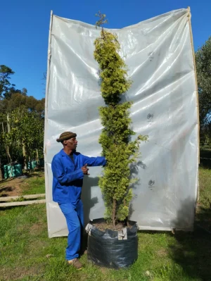 Cupressus sempervirens 'Swanes Gold' 125lt