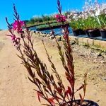 Gaura 'Pink Blush' 14cm Pot