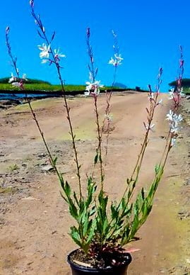 Gaura White 4lt