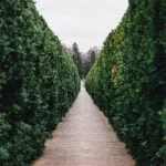 Hedging Plants Hedging Plants