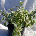 helichrysum petiolare helichrysum petiolare