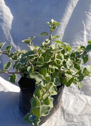 helichrysum petiolare helichrysum petiolare