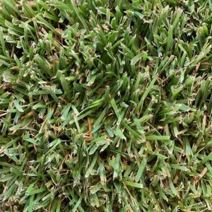 images.jpg Buffalo Grass (Stenotaphrum Secundatum) 200 Plug Tray