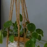 Hanging Plants