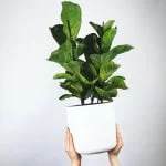Indoor Plants On Sale