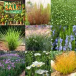 Lawn and Grasses Lawn and Grasses