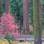 Mature and Big Trees Mature and Big Trees