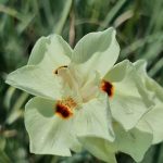 Dietes Milky Way 17cm Pot