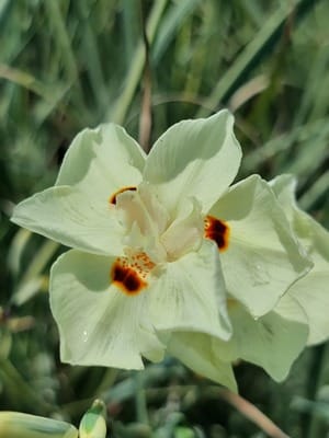 Dietes Milky Way 17cm Pot