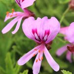 Pelargonium Citronellum Lemon 4lt