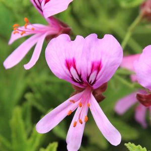 pelargonium_citronellum-_feature_image.jpg Pelargonium Citronellum Lemon 4lt