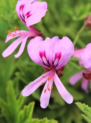 Pelargonium Citronellum 15cm pot