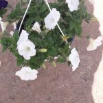 Petunia Assorted 21cm Hanging Basket