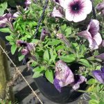 Petunia Assorted 21cm Hanging Basket