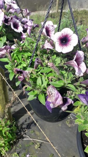 Petunia Assorted 21cm Hanging Basket