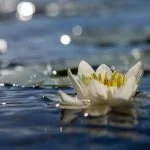 Water / Pond Plants Water / Pond Plants