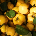 Quince Portugal Tree 20lt