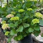 Hydrangea 40lt
