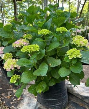 Hydrangea 40lt