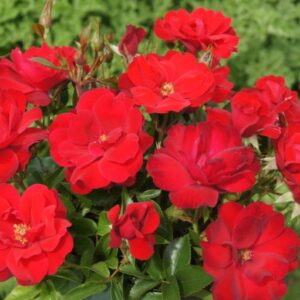 Rooi Rok Rose STD 90cm