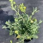 Salvia Lemon Queen 4lt