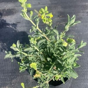 salvia-lemon-queen.jpg Salvia Lemon Queen 4lt