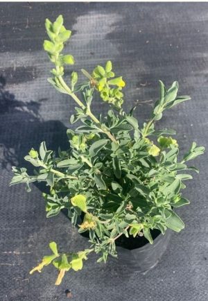 Salvia Lemon Queen 4lt