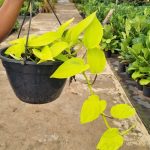 Scindapsus Neon 21cm H/B