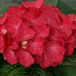 Hydrangea Selma Red 20lt