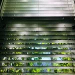 Semi Shade Plants Semi Shade Plants