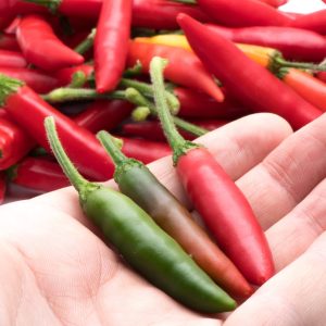 Chilli Serrano 15cm Pot