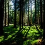 Shade Plants Shade Plants