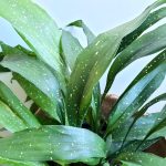 Aspidistra Elatior Spotted 25cm Pot