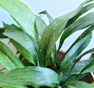 Aspidistra Elatior Spotted 25cm Pot