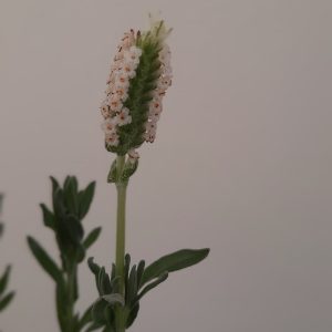 Lavendula Stoechas White Flower 15cm Pot