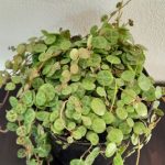 String of Turtles 14cm Pot