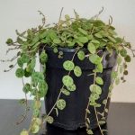 String of Turtles 14cm Pot