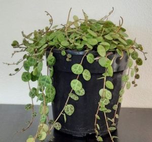 String of Turtles 14cm Pot