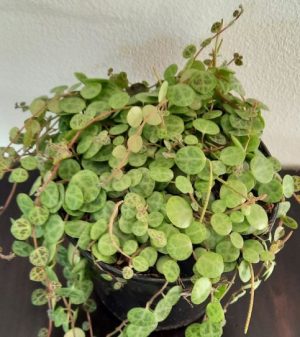 String of Turtles 14cm Pot