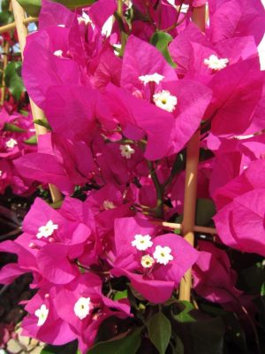 Arnelia Bougainvillea Vera Purple  22cm Pot