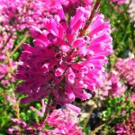 Erica Verticillata 15cm Pot