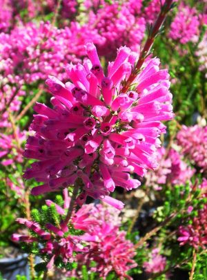 Erica Verticillata 15cm Pot